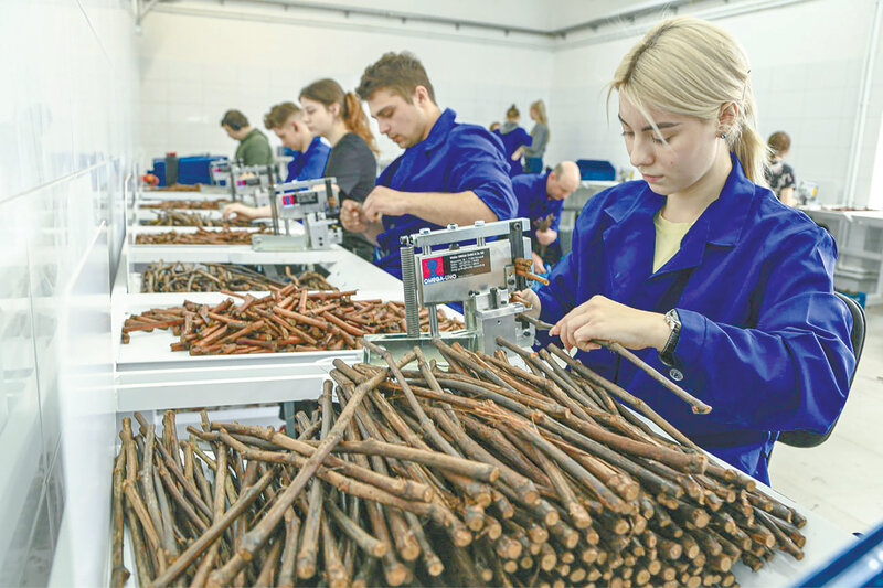  В Крыму открыли уникальный  комплекс для прививки винограда: как это работает