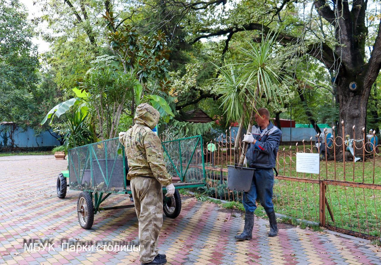 Пальмы и бананы симферопольского Детского парка перевозят в оранжерею