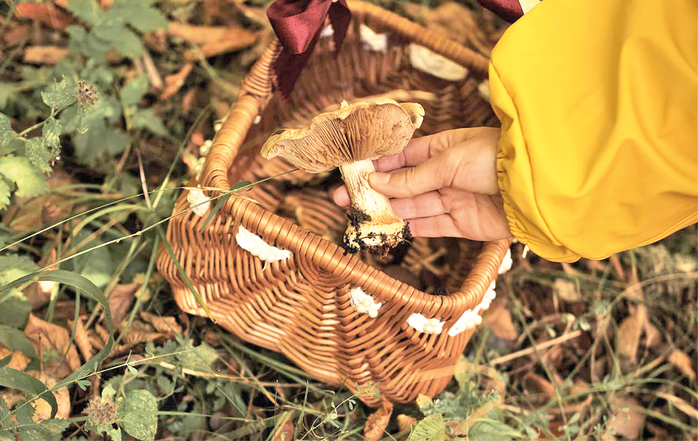 Где сейчас искать грибы и какой в Крыму самый редкий