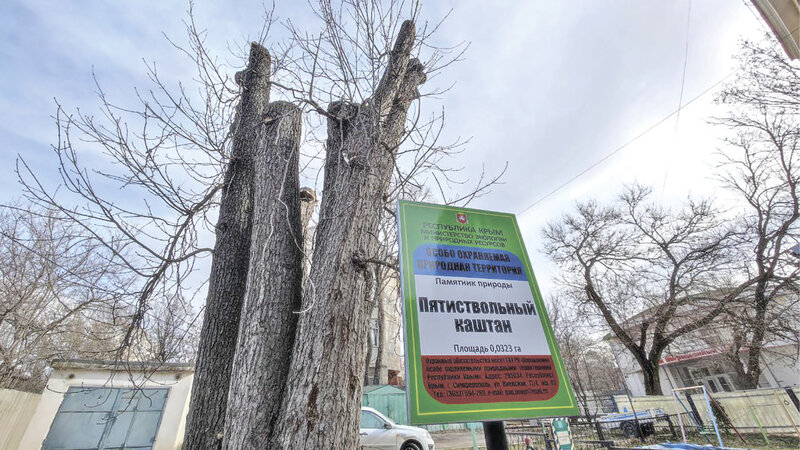 Стрижка полубокс: сезонная обрезка деревьев в Симферополе добралась до памятников природы
