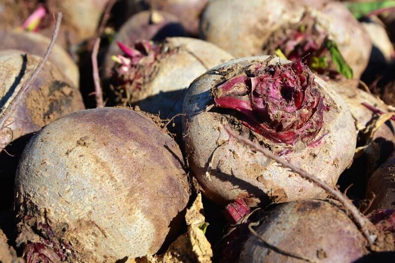 Где в Ялте и посёлках на выходных пройдут сельхозярмарки