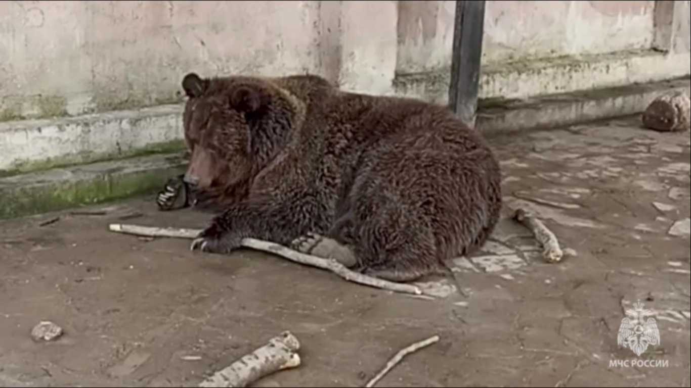 Из пылающего зоопарка в Евпатории спасли двух медведей и человека