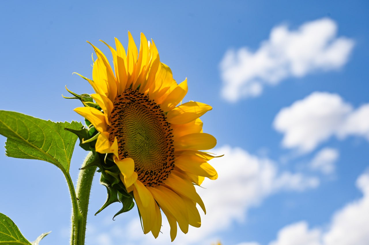 Погода в Крыму 17 июля: без осадков, до+38