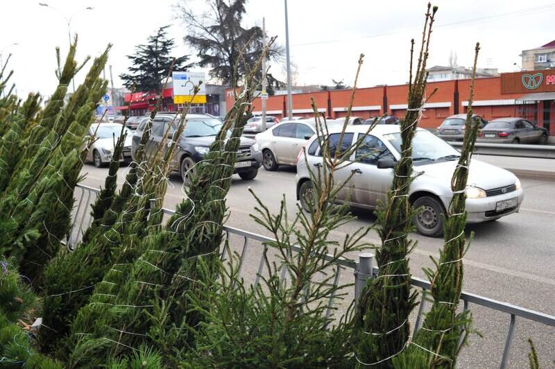 Можно ли во время болезни носить линзы, почему ёлка всегда зелёная и другое: интересные факты от «Крымской газеты»