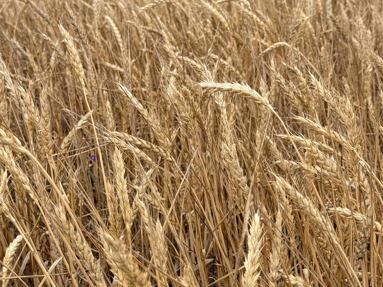 Крымские аграрии намолотили свыше 536 тысяч тонн зерновых и зернобобовых культур