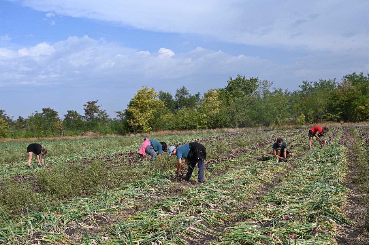 В Крыму начался сбор ялтинского лука