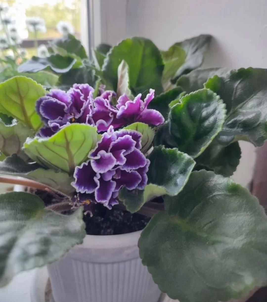 Вторая молодость: специалист рассказала, как оживить фиалку