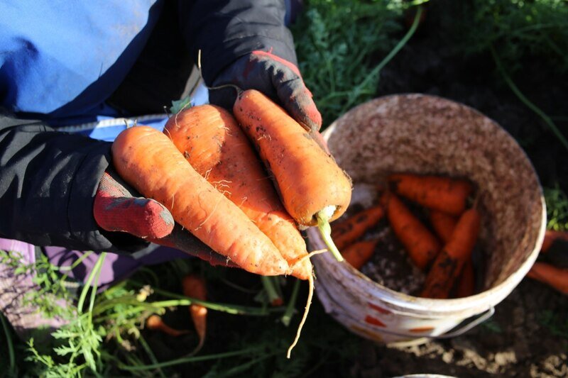 В Крыму стартовала уборка овощей борщевого набора