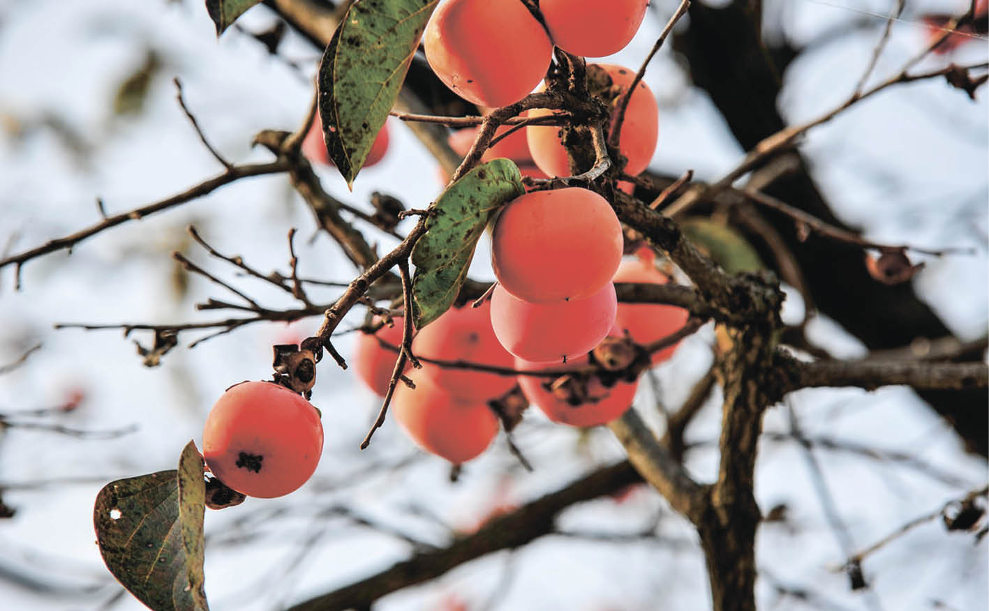 Сколько можно есть хурмы без вреда для здоровья и фигуры