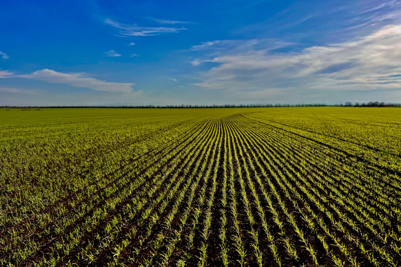 Крымские аграрии перевыполнили на 24 тысячи гектаров план по севу озимых зерновых
