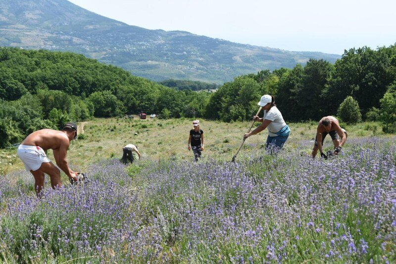Когда килограмм на вес золота: крымские предприятия начали собирать лаванду
