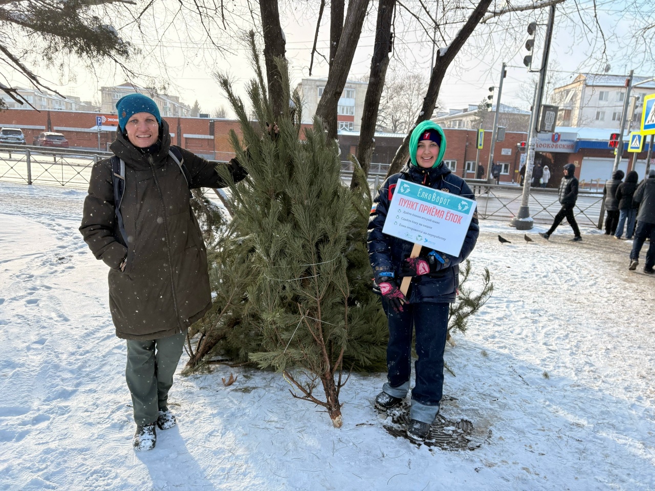 Свыше 300 ёлок собрали в Крыму на переработку