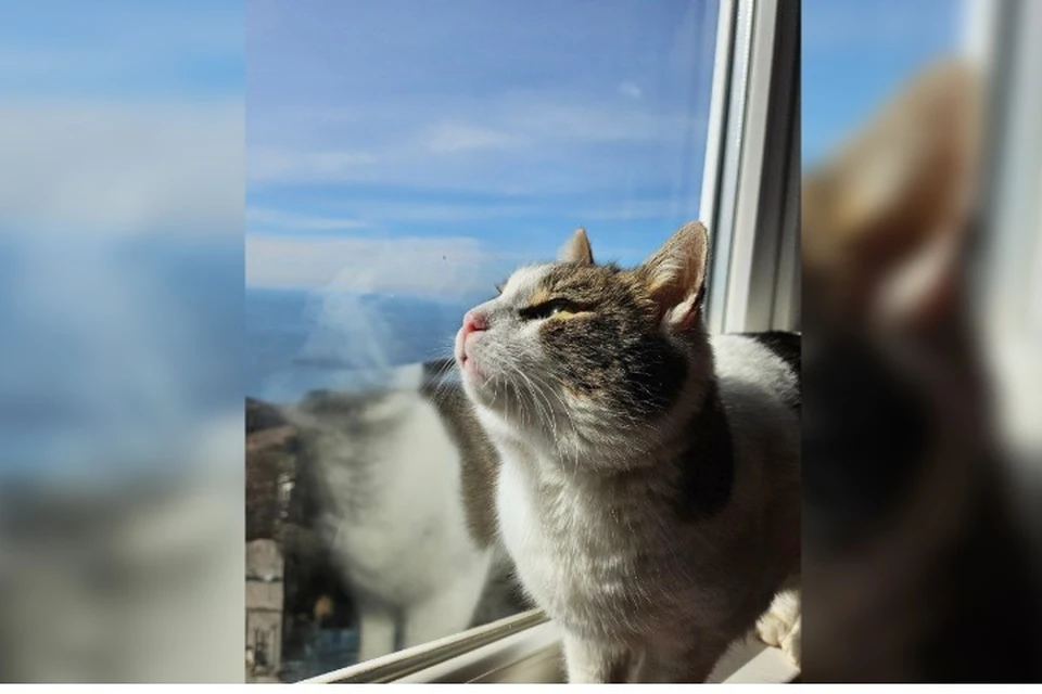 Диета, солнечные ванны и походы на лоток: как проходит реабилитация кошки Муси