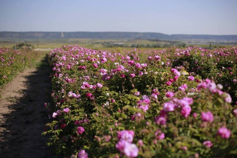 В Крыму планируют собрать более 60 тонн эфиромасличной розы 