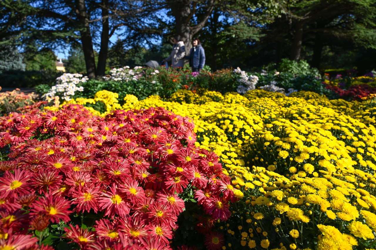 Хризантемовый рай: новые сорта и уникальные коллекции в Ботаническом саду Симферополя