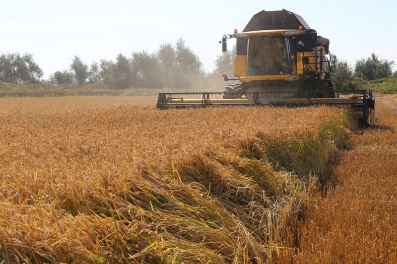 Аксёнов: пострадавшим рисовым хозяйствам Крыма будет оказана поддержка