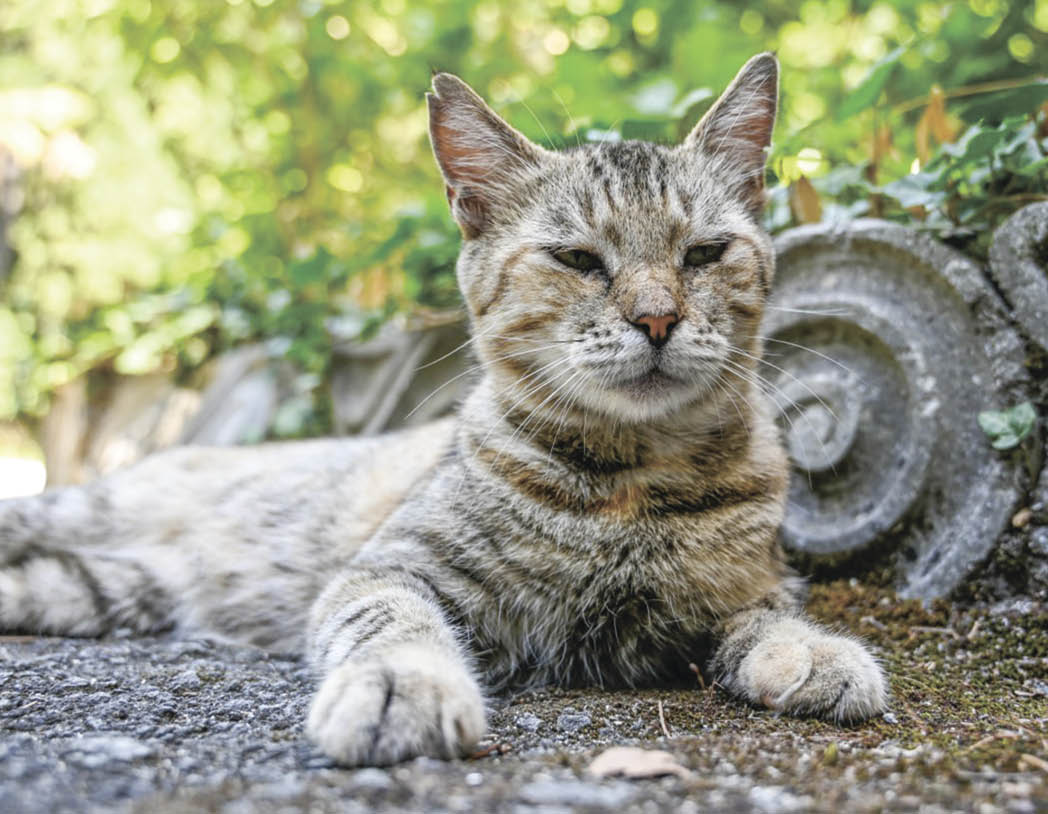 Лекарство от стресса и одиночества: за что люди обожают кошек