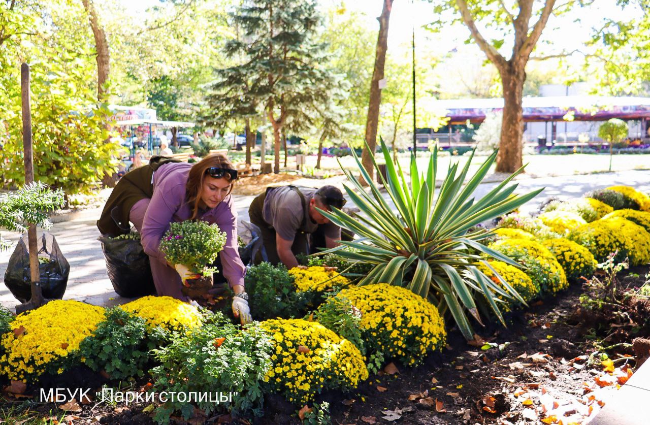 В Гагаринском парке Симферополя высадят 1000 хризантем