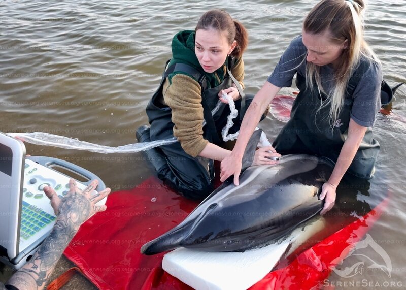 На берег Чёрного моря выбросились 77 дельфинов 