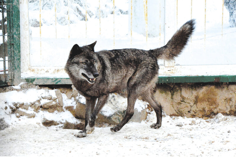 Ситуация с волками в Крыму: много ли в Крыму серых хищников и как их контролируют