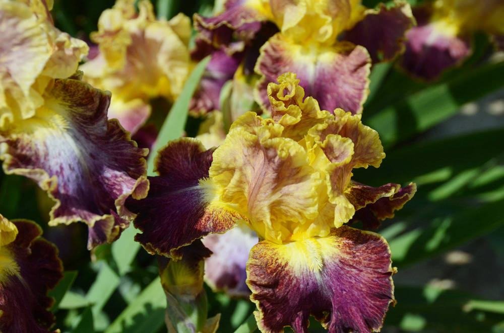 В Никитском ботаническом саду начинается Карнавал ирисов