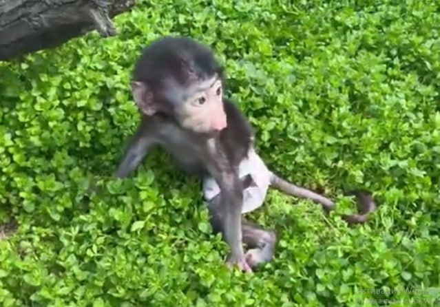 Лапы словно атрофировались: у обезьяны Анфисы из парка «Тайган» серьёзные проблемы с задними конечностями