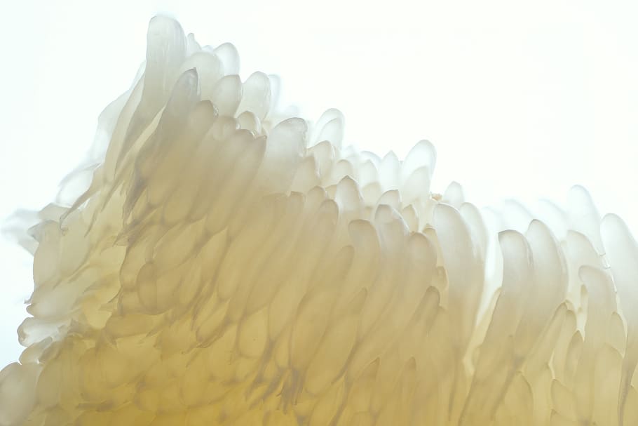 Как вырастить помело у себя дома