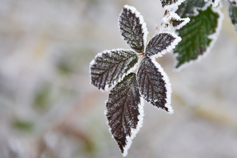 Крым ждут заморозки до минус 2