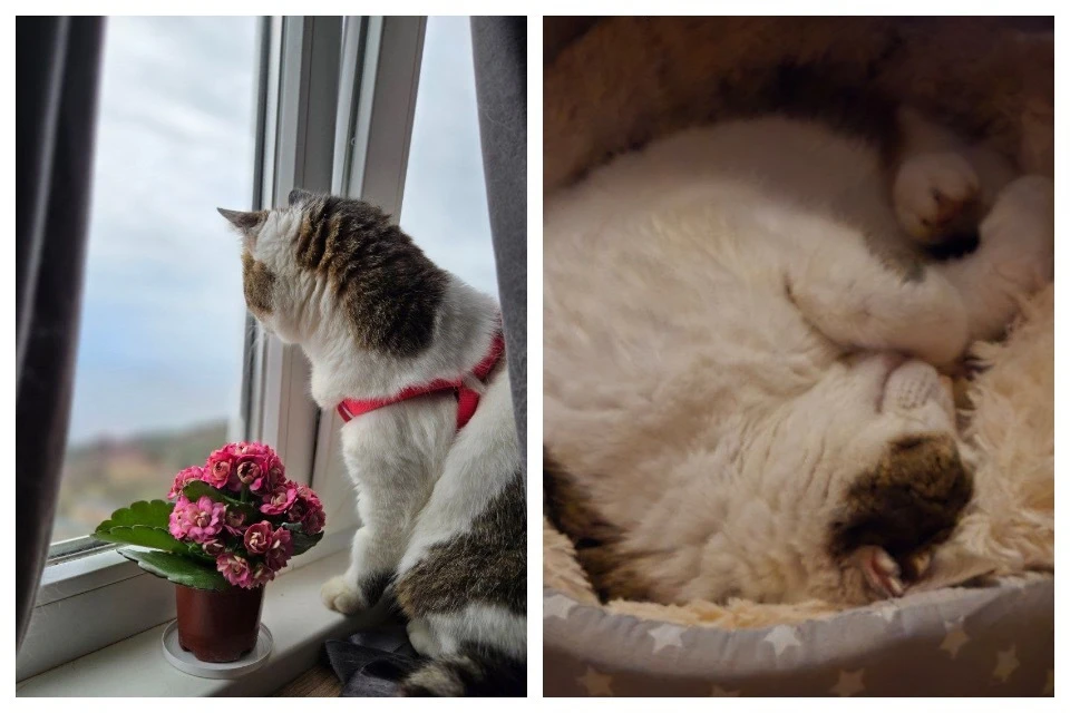 Кошка Муся с «Ласточкина гнезда» высматривает себе женихов