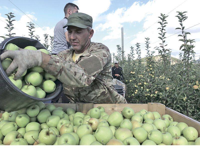 Крымские аграрии собирают щедрый урожай яблок осенних сортов