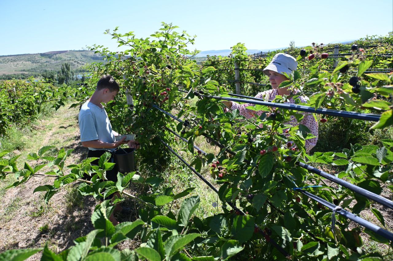 Аграрии Крыма собрали уже 40 тонн малины и ежевики