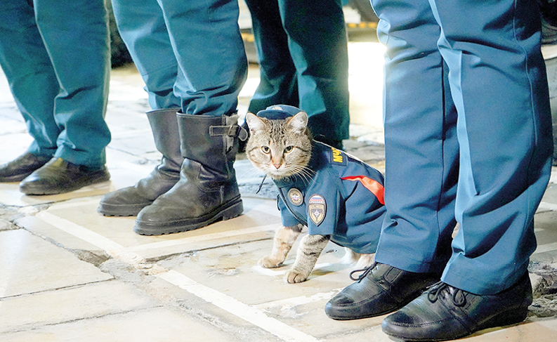 Блогер и помощник сотрудников МЧС: какие профессии «освоили» кошки в нашей стране