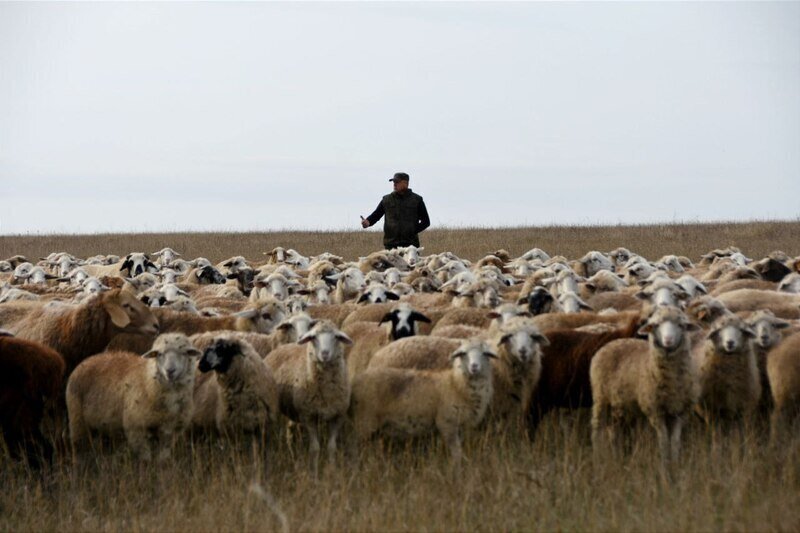 В Крыму фермеры получили 140 млн рублей грантовой поддержки