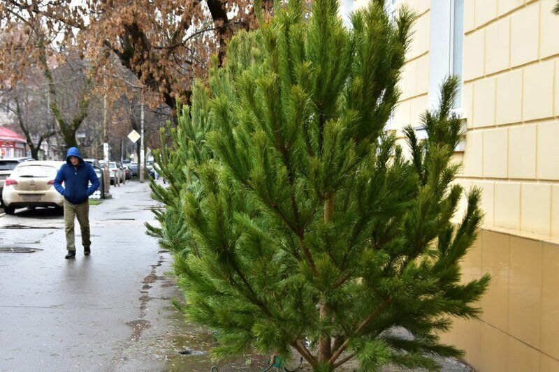 В Симферополе нашли восемь точек, где незаконно торговали новогодними ёлками