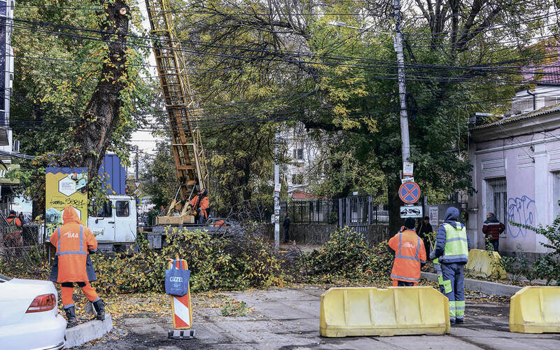 Зачем в Крыму программа по сносу тополей