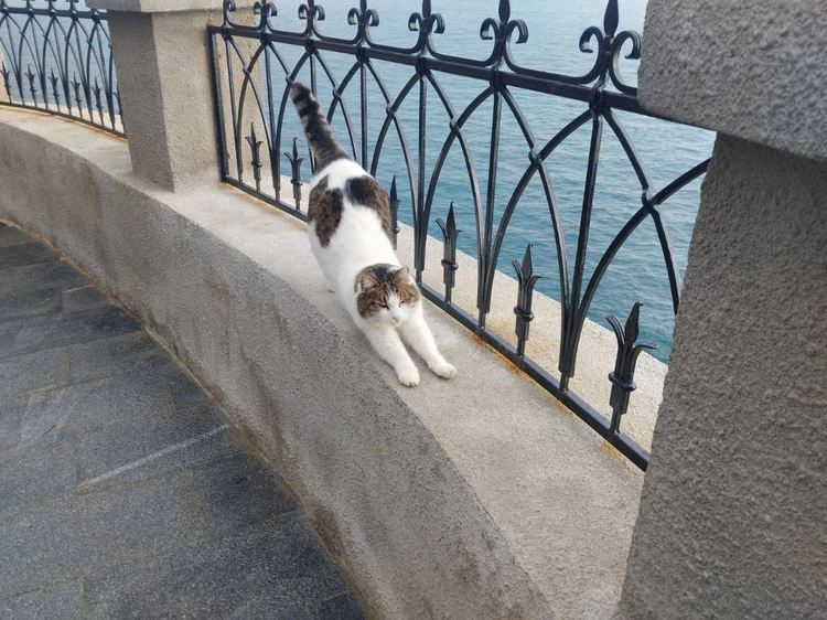 Как сложилась судьба спасенной у Ласточкиного гнезда кошки Муси