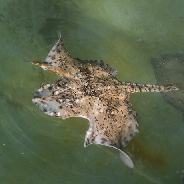 У восточного побережья Крыма обнаружен скат с мутацией