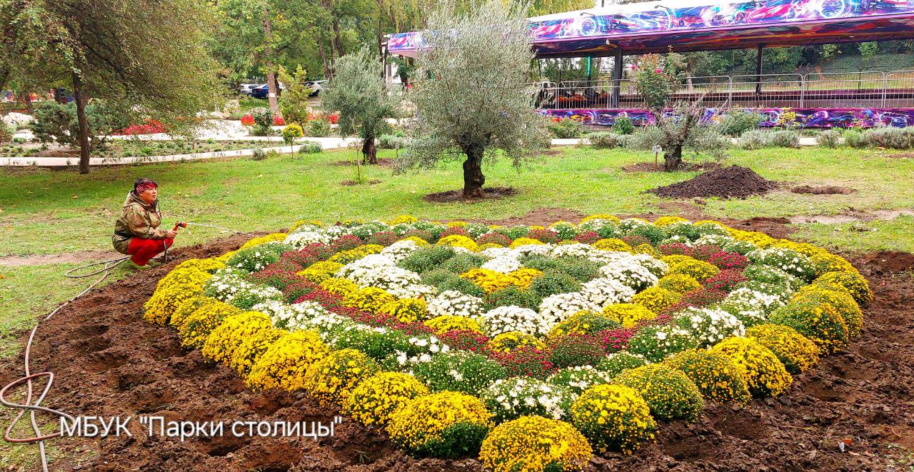 Более 1500 кустов хризантем и астр украсят Гагаринский парк Симферополя