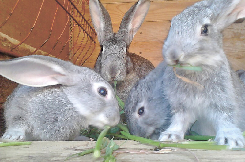 Ферма промышленного разведения кроликов в Липецкой области
