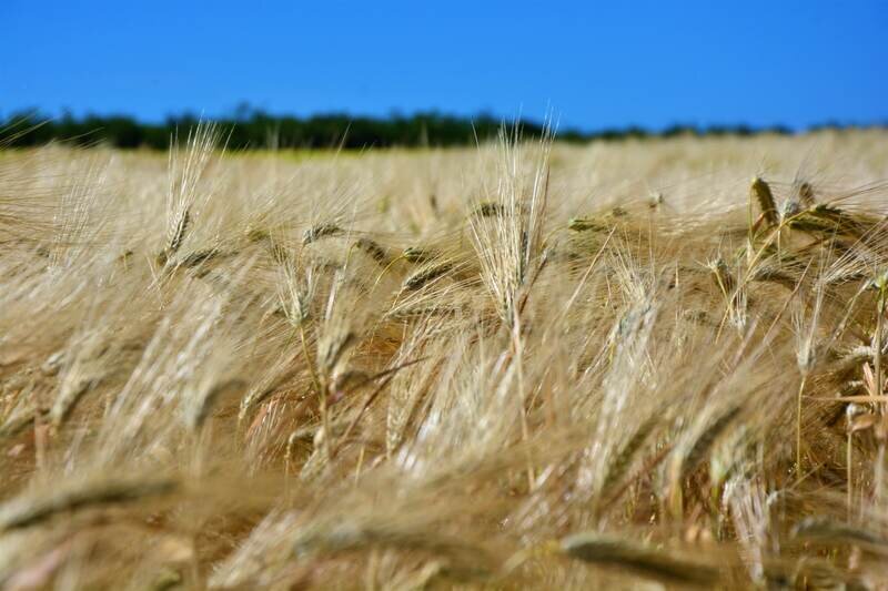 Сколько зерновых собрали в Крыму