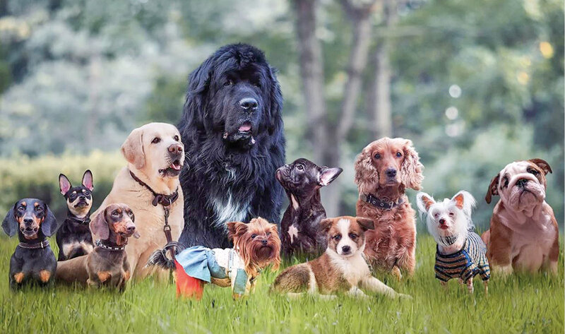 Такое разное счастье: как выбрать идеальную для себя породу собак
