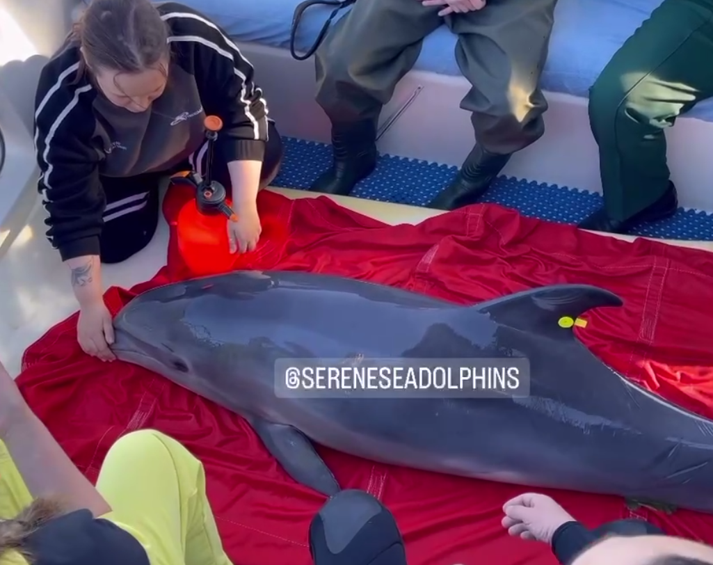 Спасённого в Заозёрном дельфина выпустили в открытое море