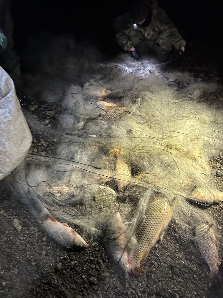 Из Альминского водохранилища изъяли 20 браконьерских сетей с сазанами