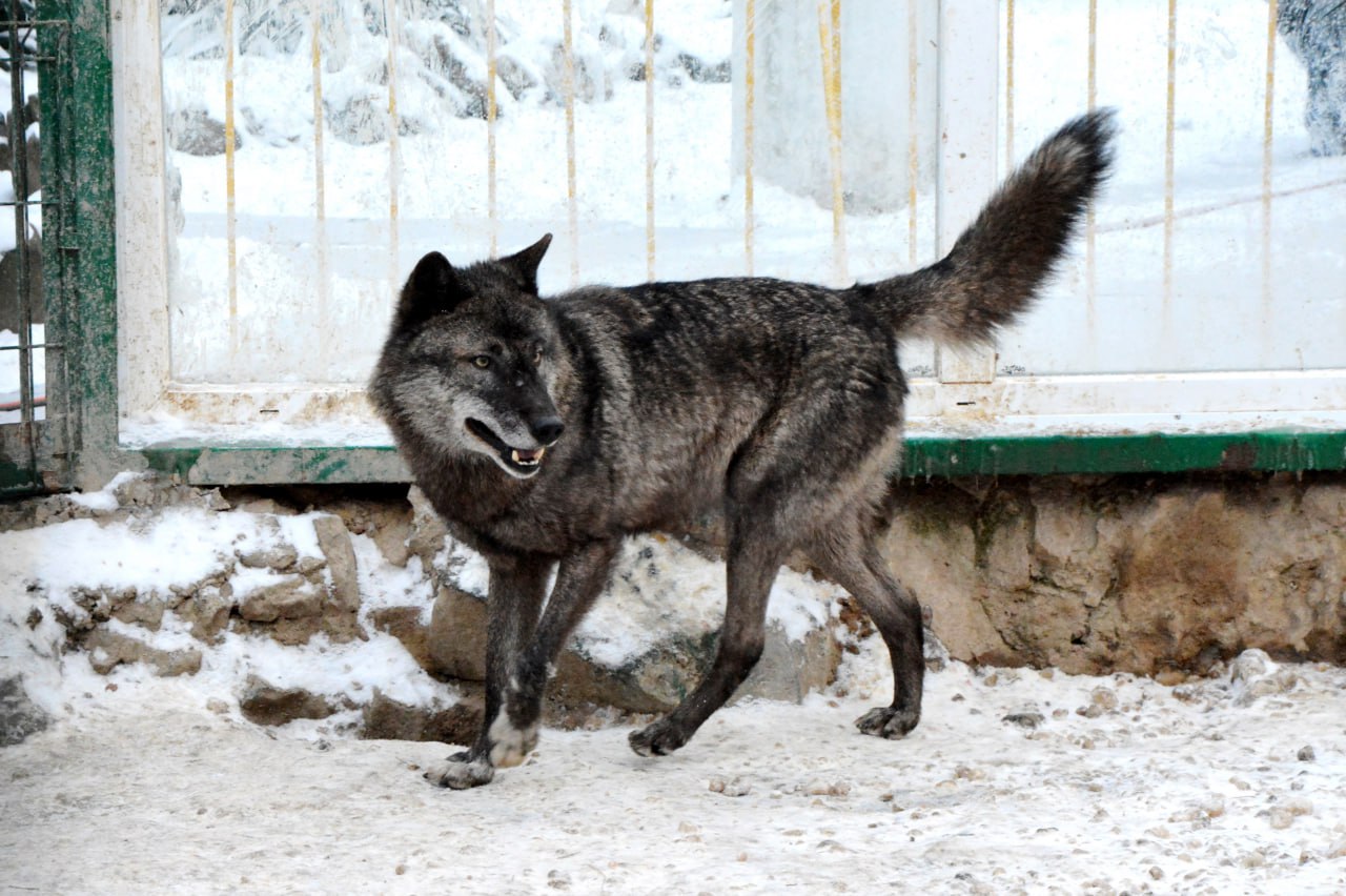 Волкособы в Крыму - не легенда: гибриды выходят из лесов и угрожают экосистеме