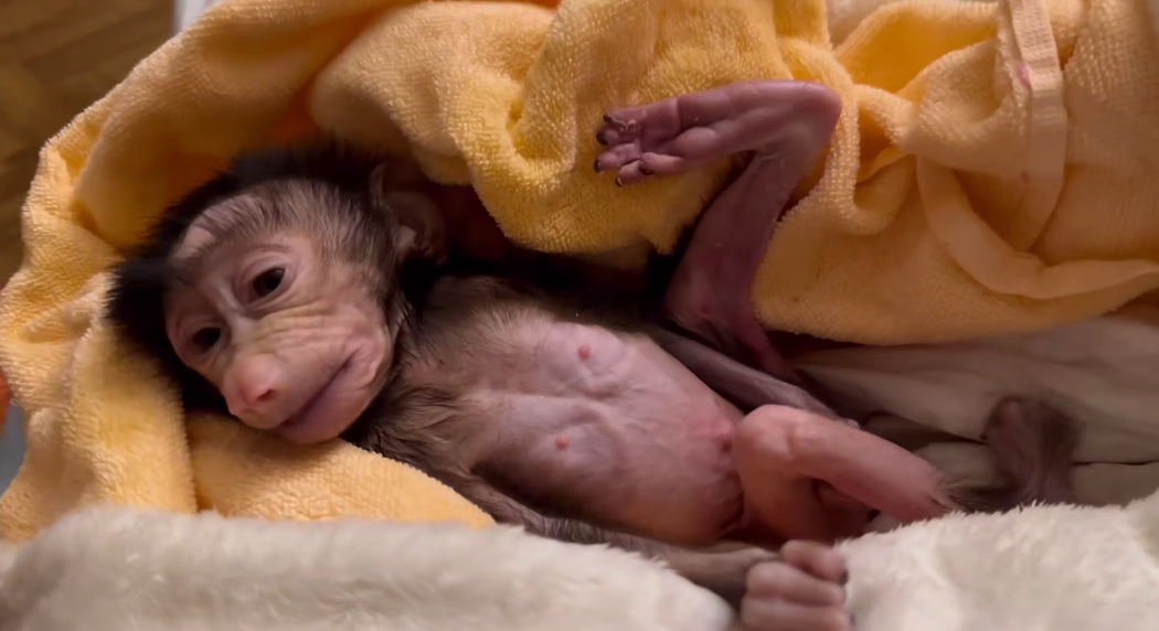 В «Тайгане» выхаживают истощённую обезьянку Анфису