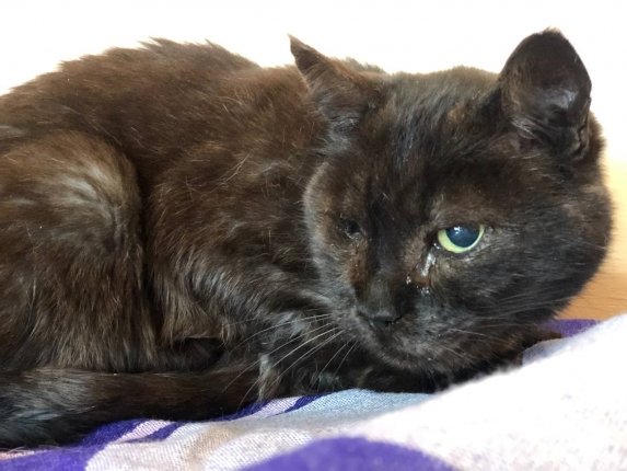 Крепкий орешек: одноглазый кот Пират из Севастополя пережил наезд автомобиля