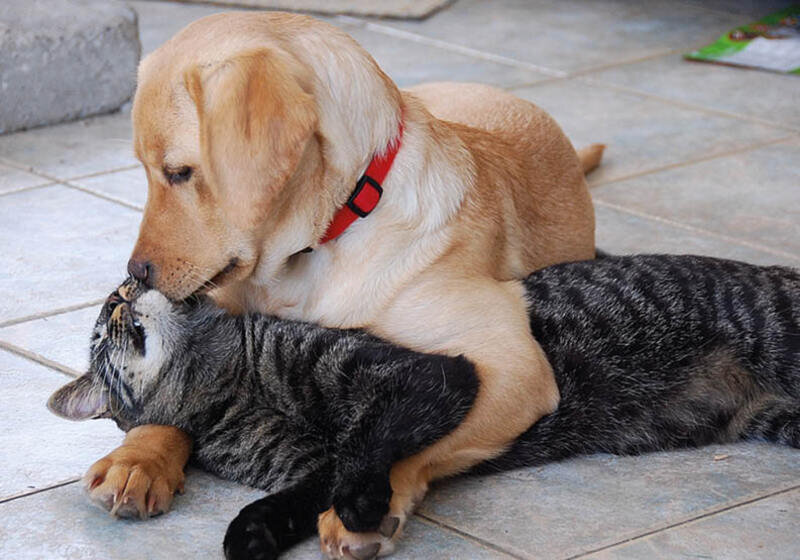 Дружба навек: как познакомить или помирить питомцев