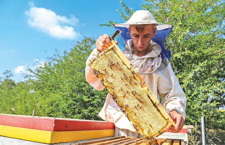 Как засуха влияет на производство мёда в Крыму и что случится с миром, если исчезнут пчёлы