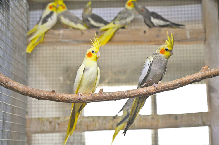 Крымская семья коллекционеров попугаев рассказала об особенностях ухода и чем полезно общение с этой птицей