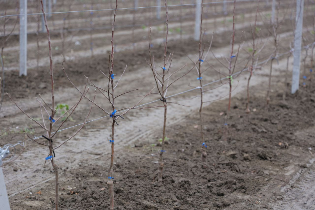 300 тысяч саженцев для озеленения территорий передадут крымским муниципалитетам